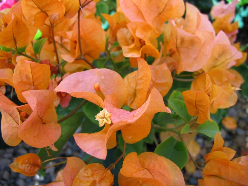 Flowering Plants